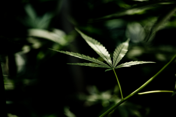 Clubs de cannabis y marihuana en Madrid legal